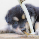 CHM_Lapinkoira_Finnischer_Lapphund-107