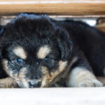 CHM_Lapinkoira_Finnischer_Lapphund-17