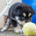 CHM_Lapinkoira_Finnischer_Lapphund-7